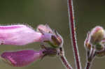 Eustis Lake beardtongue